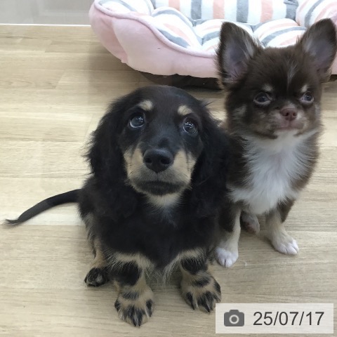 ミニチュア・ダックスフンドの写真