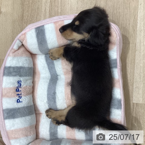 ミニチュア・ダックスフンドの写真