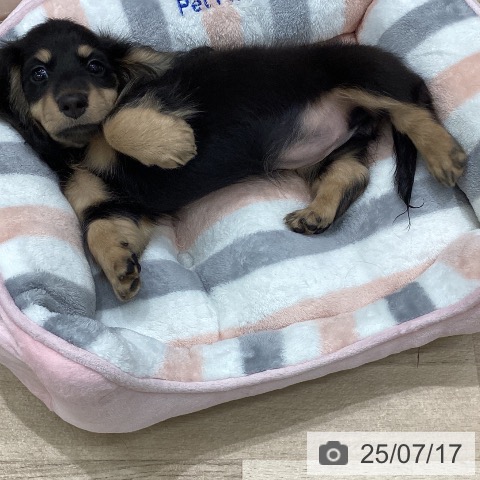 ミニチュア・ダックスフンドの写真