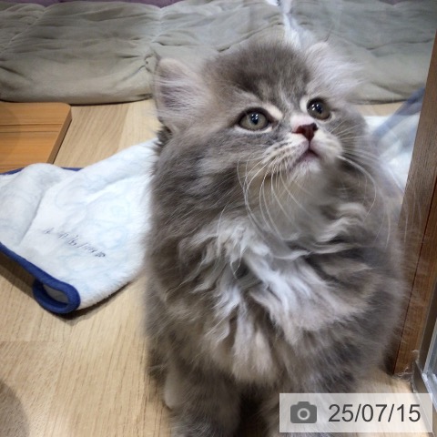 ラガマフィンの写真