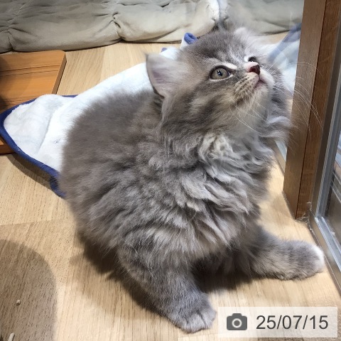 ラガマフィンの写真