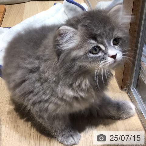 ラガマフィンの写真