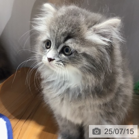 ラガマフィンの写真