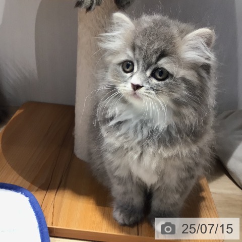 ラガマフィンの写真