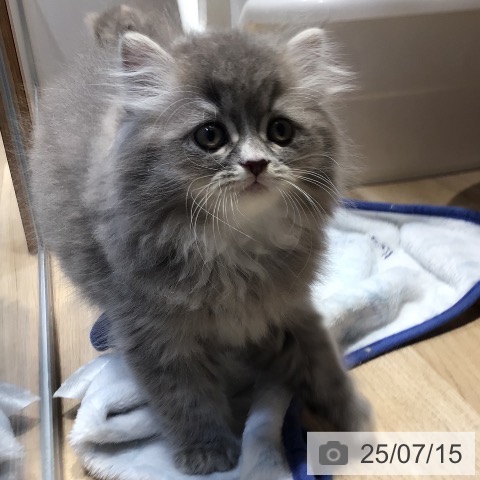 ラガマフィンの写真