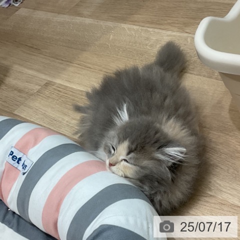 ラガマフィンの写真