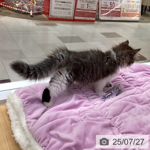 ラガマフィンの写真