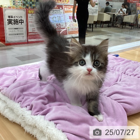 ラガマフィンの写真