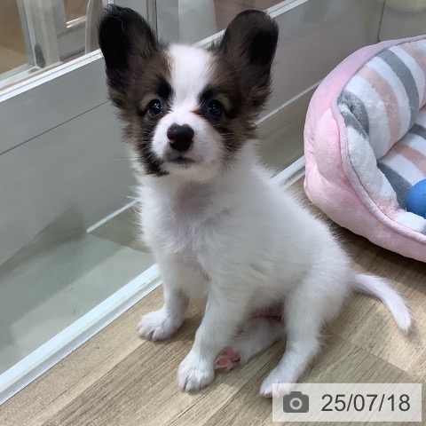 パピヨンの写真