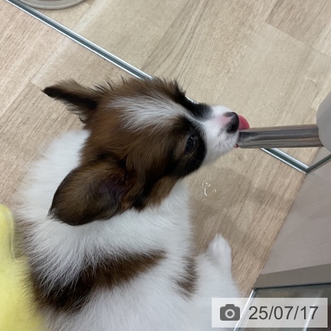パピヨンの写真