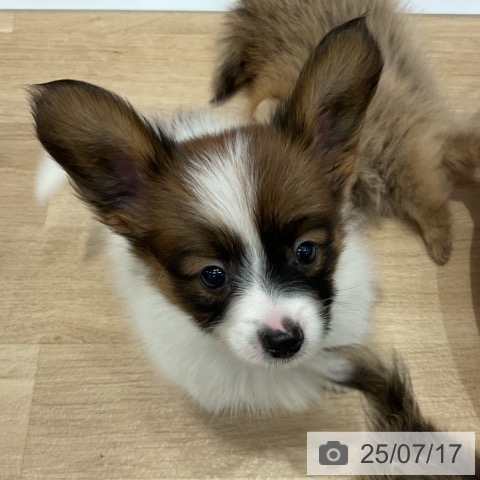 パピヨンの写真