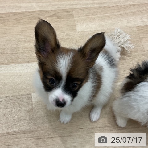 パピヨンの写真