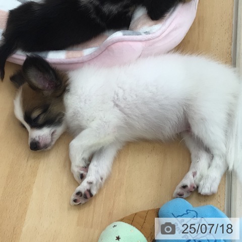 パピヨンの写真