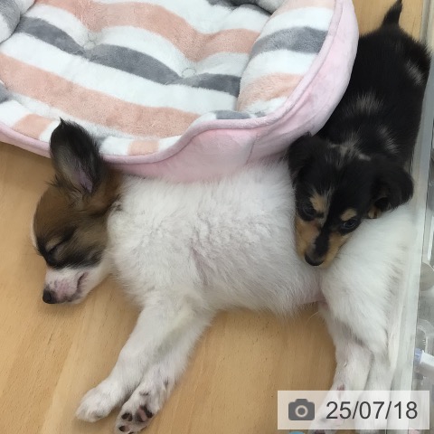 パピヨンの写真