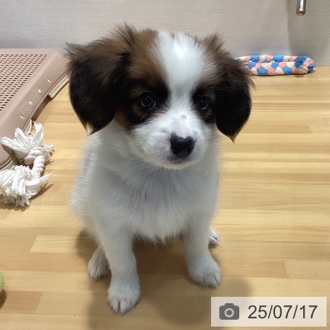 パピヨンの写真