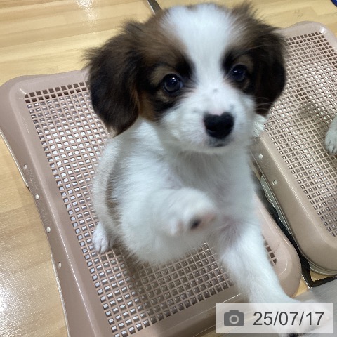 パピヨンの写真