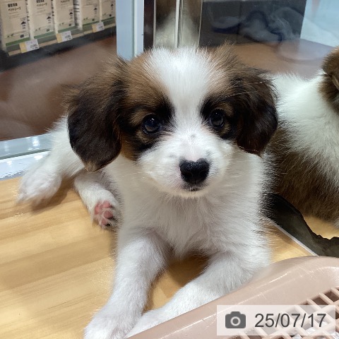 パピヨンの写真
