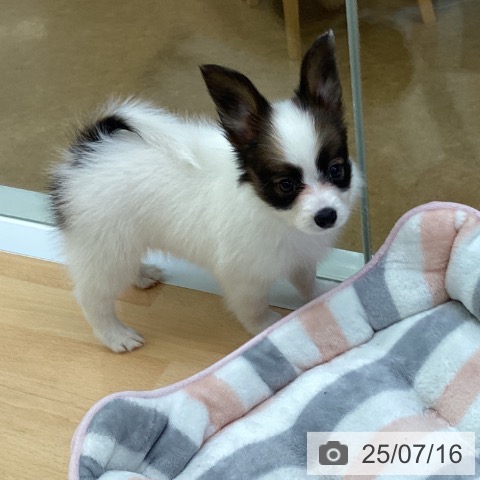 パピヨンの写真