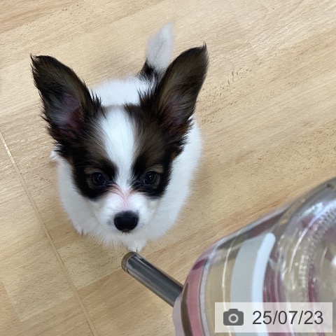 パピヨンの写真