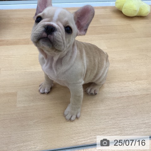 フレンチ・ブルドッグの写真
