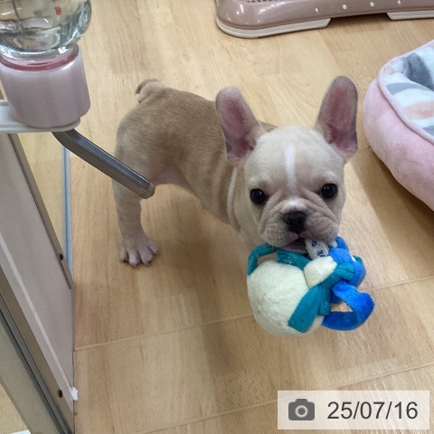 フレンチ・ブルドッグの写真
