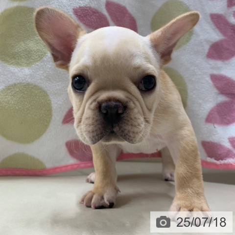 フレンチ・ブルドッグの写真