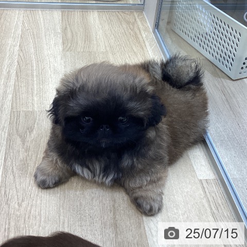 ペキニーズの写真