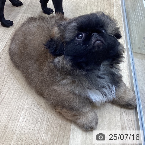 ペキニーズの写真