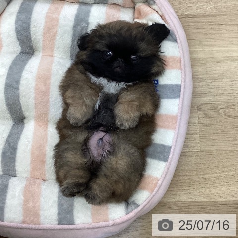 ペキニーズの写真