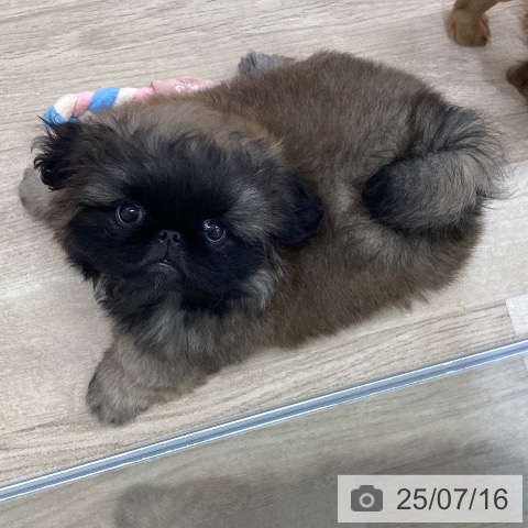 ペキニーズの写真