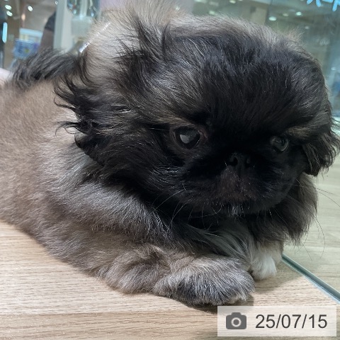 ペキニーズの写真