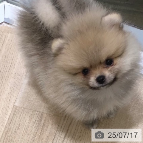 ポメラニアンの写真