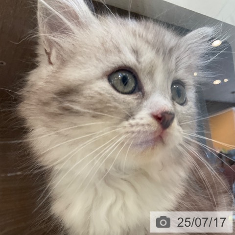 サイベリアンの写真