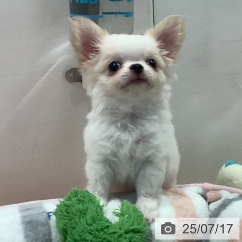 チワワの写真