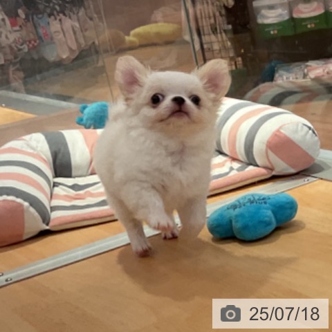 チワワの写真