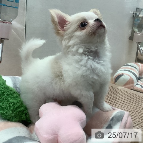 チワワの写真
