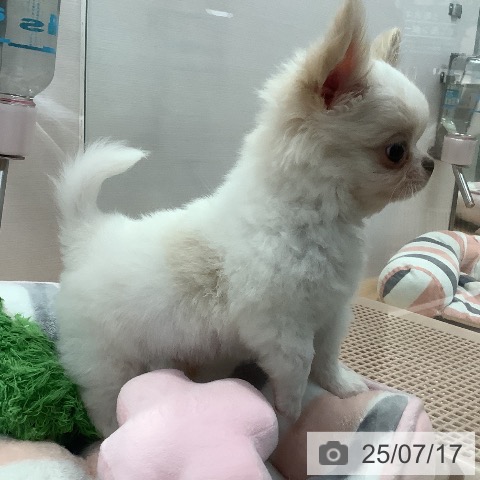 チワワの写真