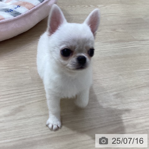 チワワの写真