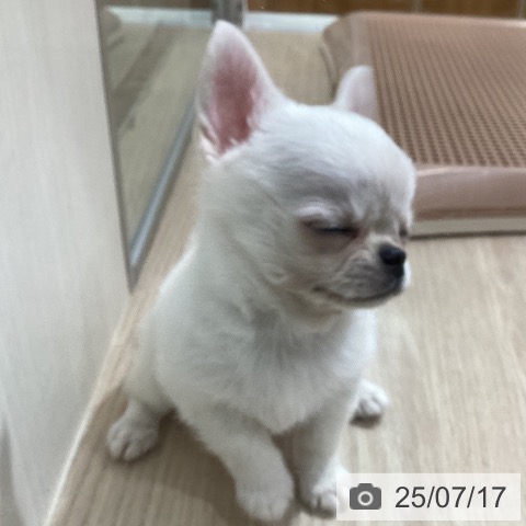 チワワの写真