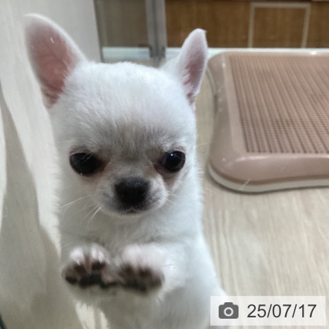 チワワの写真