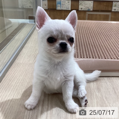 チワワの写真