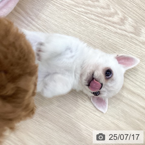 チワワの写真
