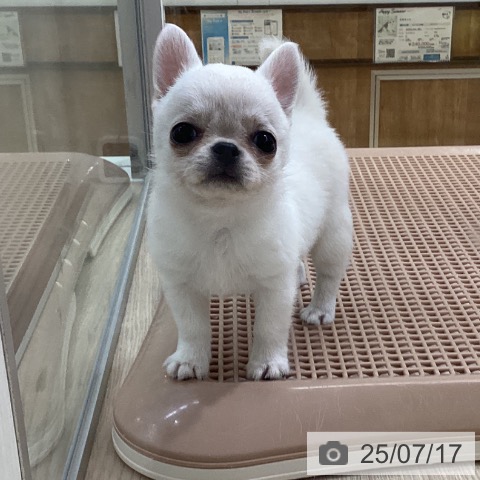 チワワの写真