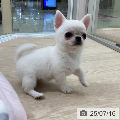 チワワの写真