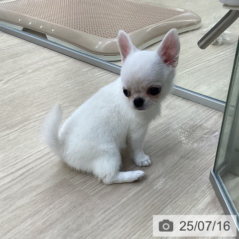 チワワの写真