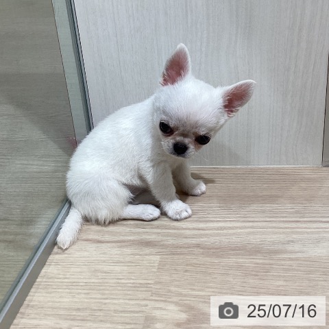 チワワの写真