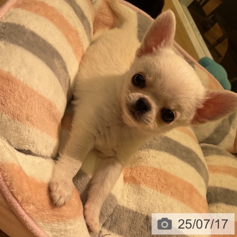 チワワの写真