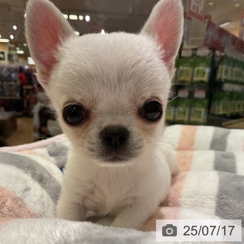 チワワの写真