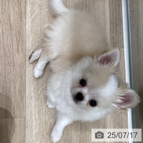 チワワの写真