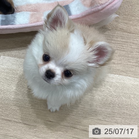チワワの写真